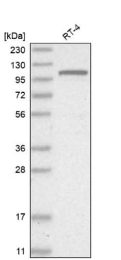 GNL2 Antibody, Novus Biologicals 0.1mL; Unlabeled:Antibodies, Polyclonal